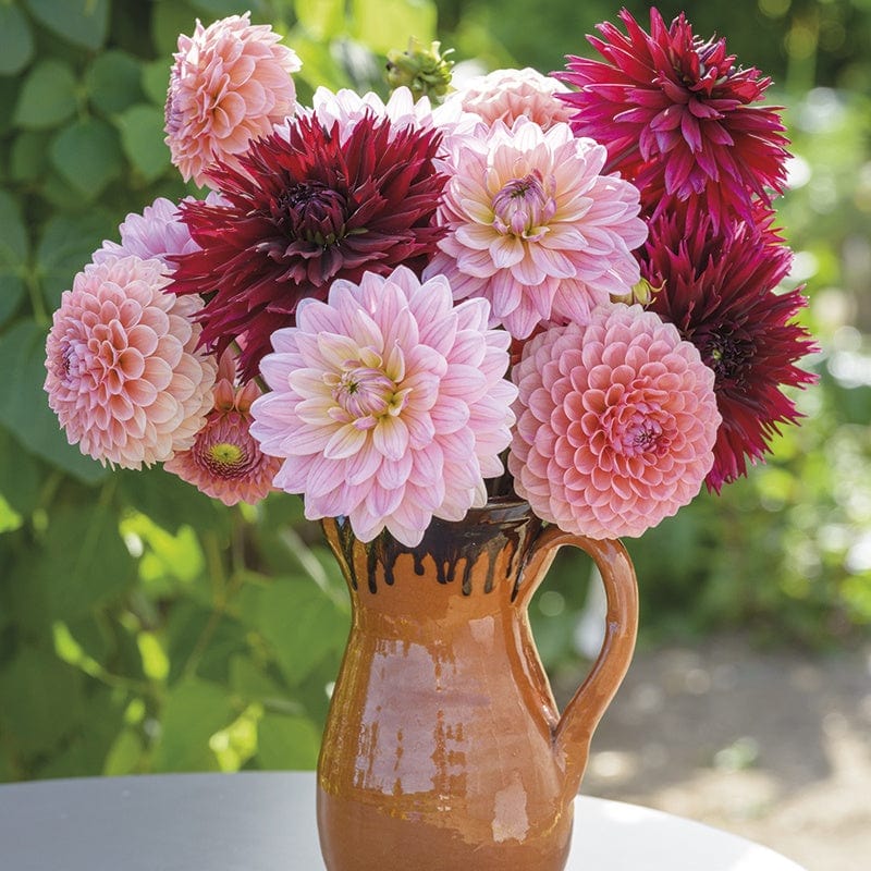 The Blackberry Swirl Dahlia Collection
