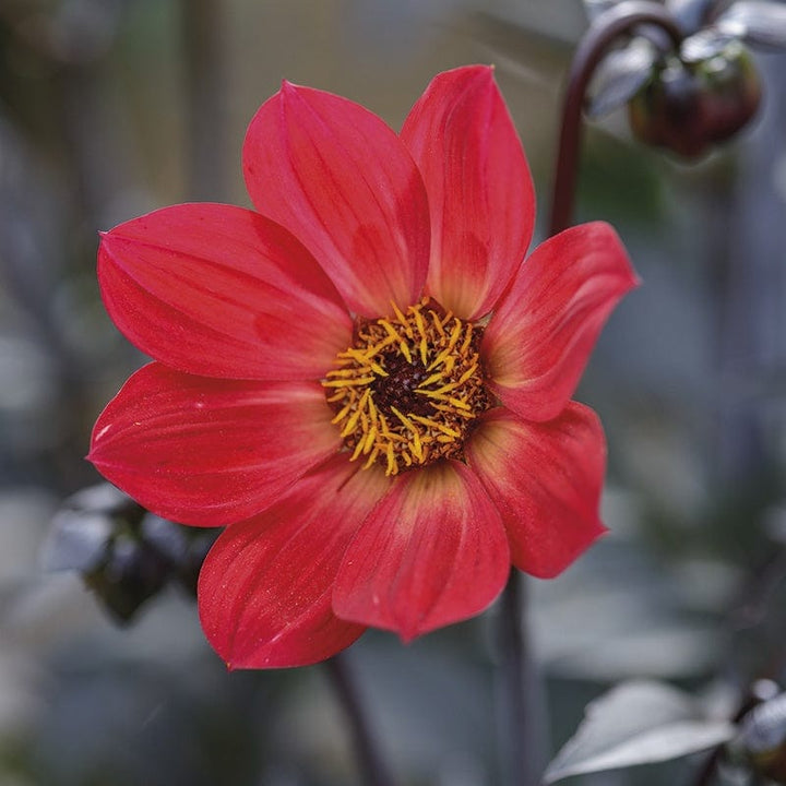 The Happy Dahlia Collection