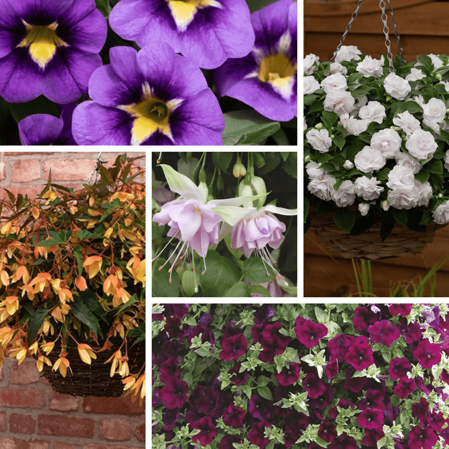 The Petal Cascade Young Plant Collection