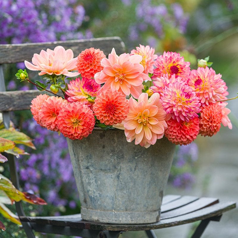 The Sundowner Dahlia Collection
