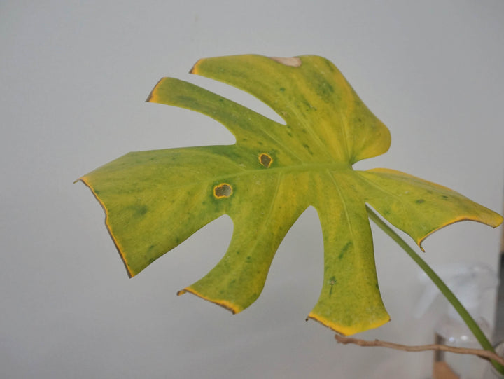 Thrip Nematodes 60sqm