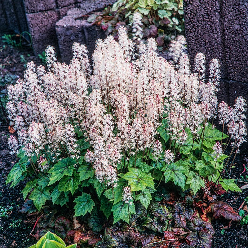 Tiarella Pink Skyrocket