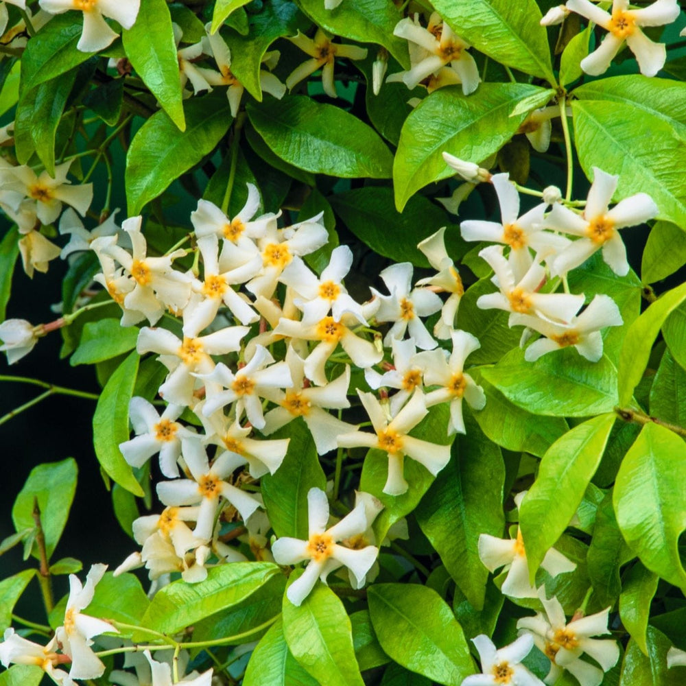 Trachelospermum asiaticum Golden Memories (Chinese Jasmine) Plants