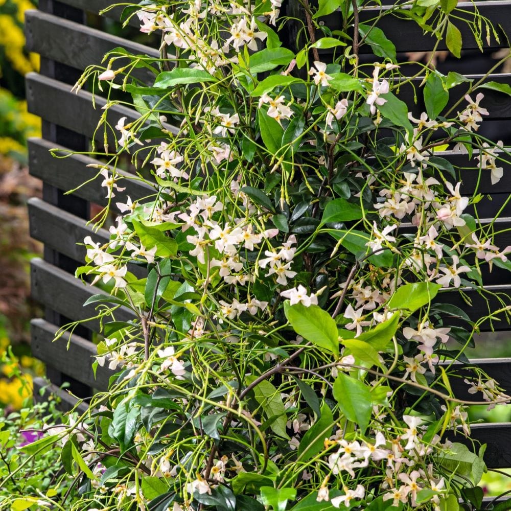 Trachelospermum asiaticum Pink Showers (Chinese Jasmine) Plants