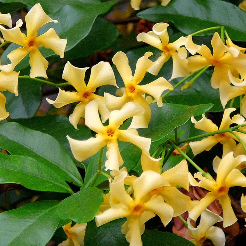 Trachelospermum jasminoides Star of Toscana