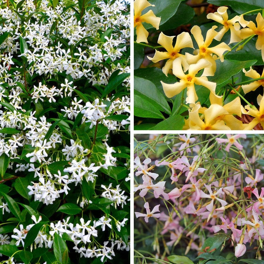 Trachelospermum (Star Jasmine) Collection Plants