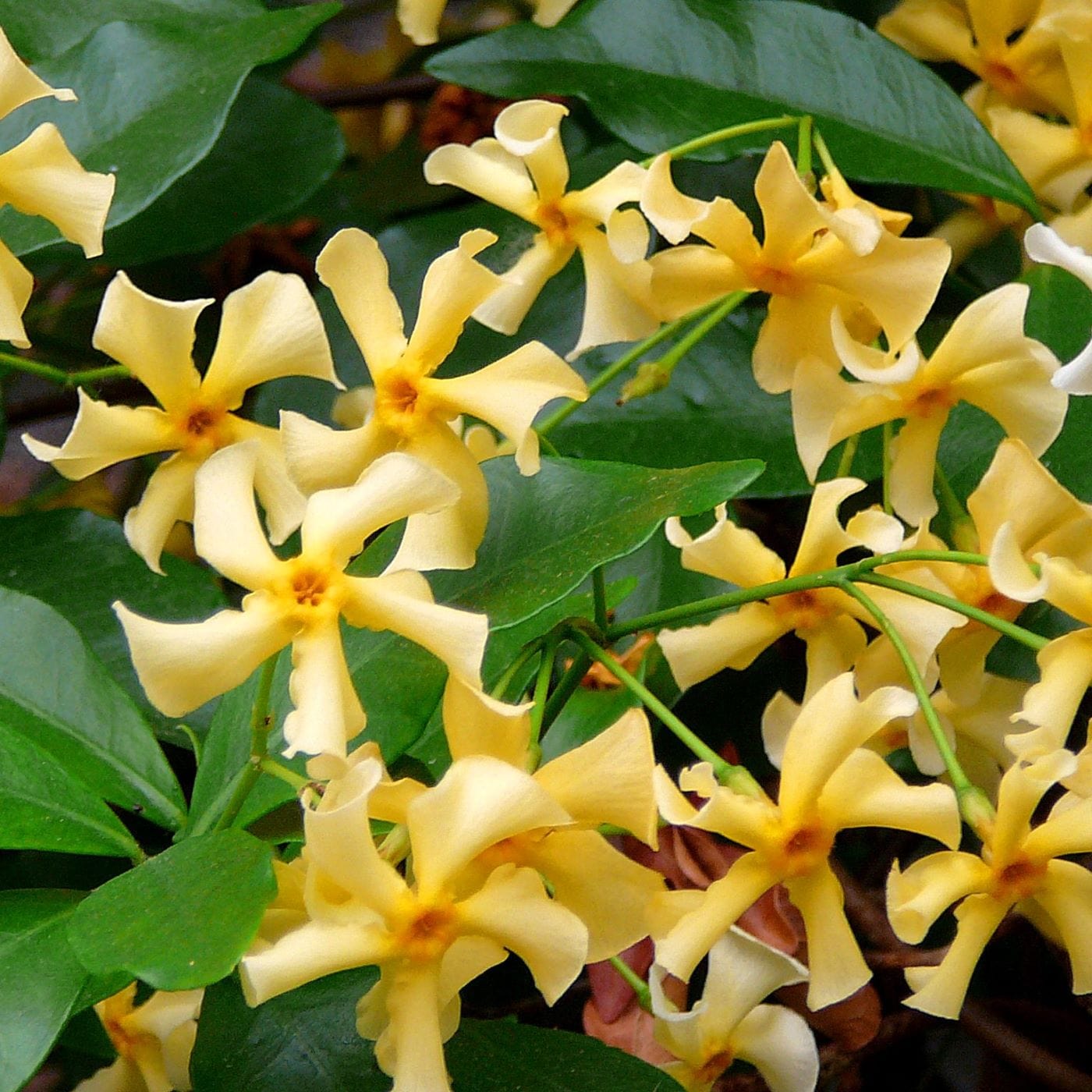 Trachelospermum jasminoides Star of Toscana (Star Jasmine) Plants from ...