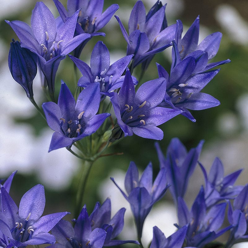 Triteleia Queen Fabiola