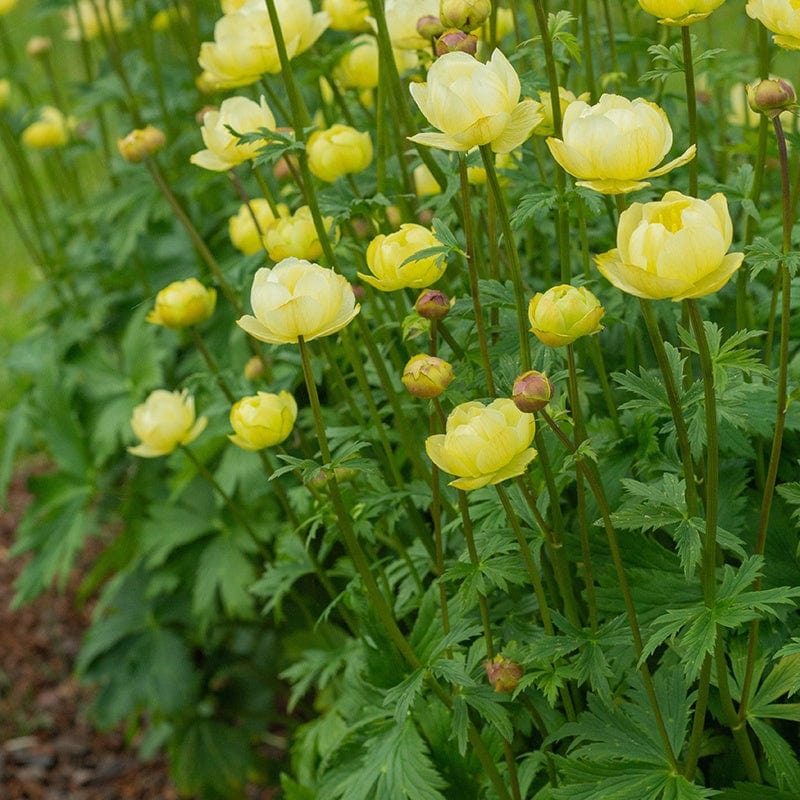 Trollius x cultorum Cheddar