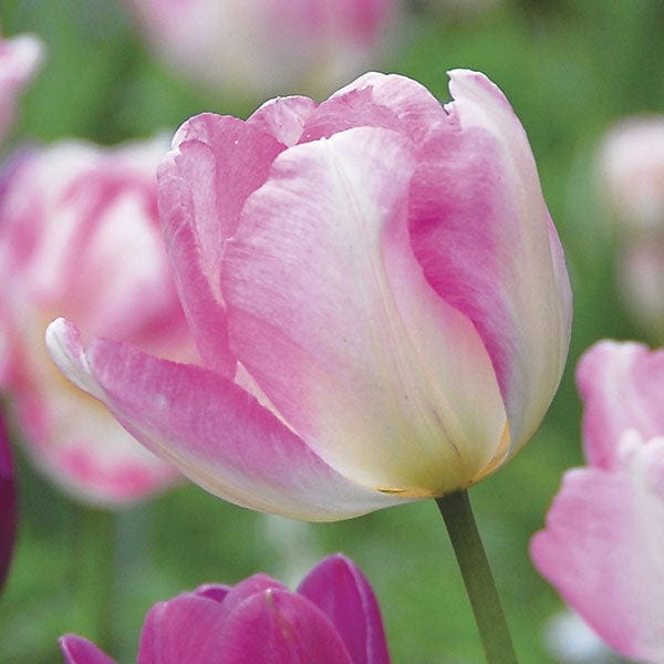 Tulip Angelique Flower Bulbs