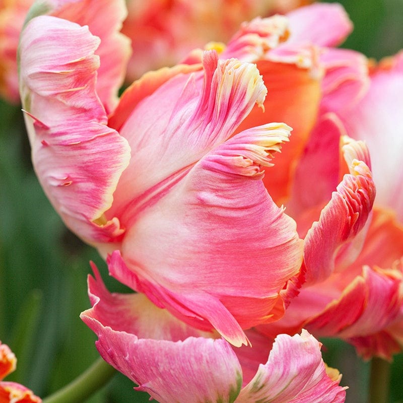 Tulip Avignon Parrot Flower Bulbs