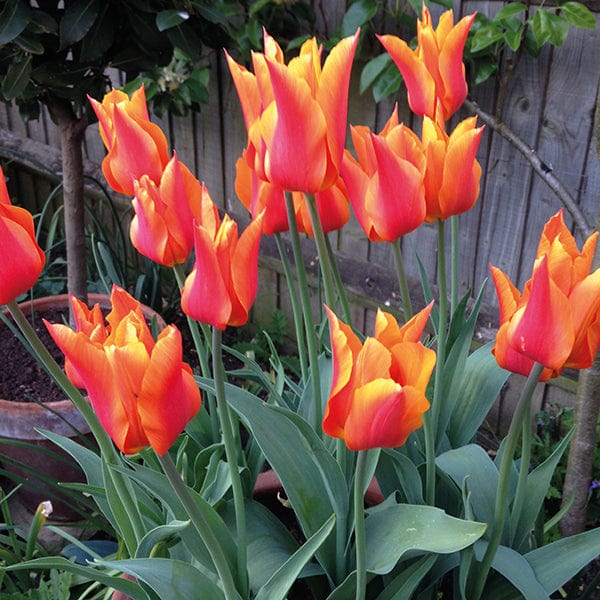 Tulip Ballerina Flower Bulbs