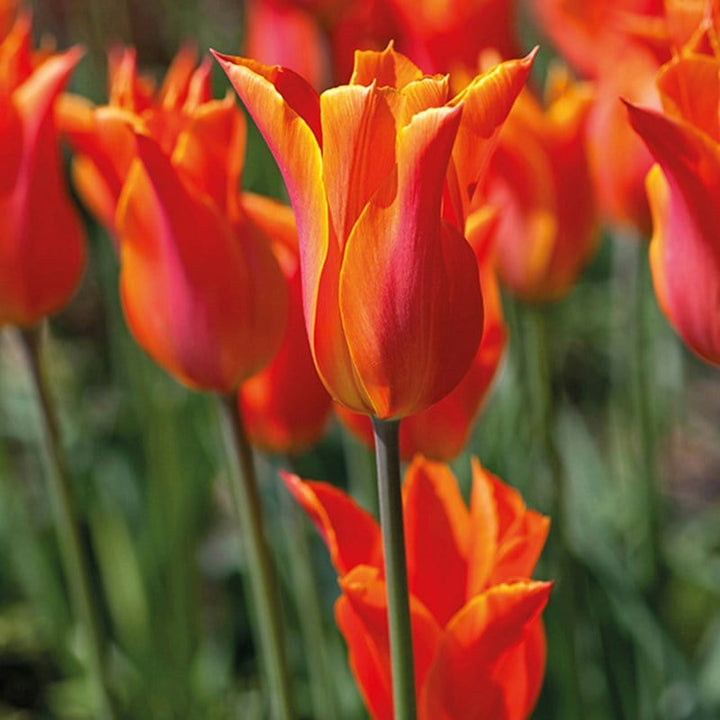 Tulip Ballerina Flower Bulbs