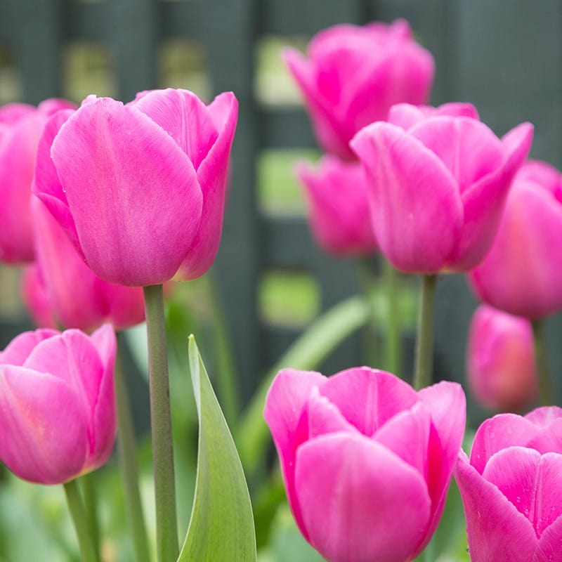 Tulip Barcelona Flower Bulbs