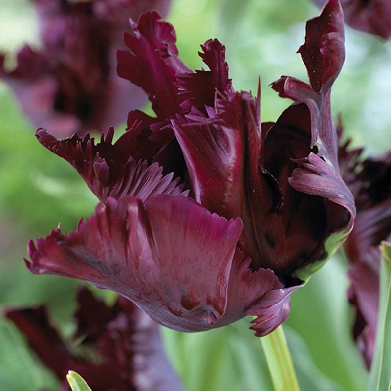 Tulip Black Parrot Bulbs