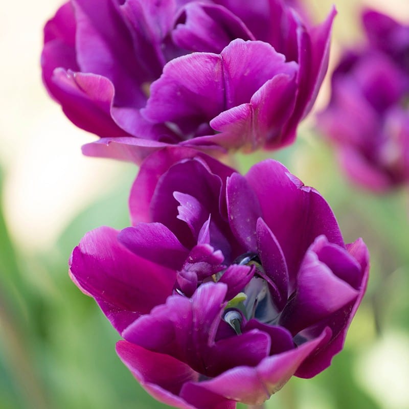 Tulip Blue Wow Flower Bulbs