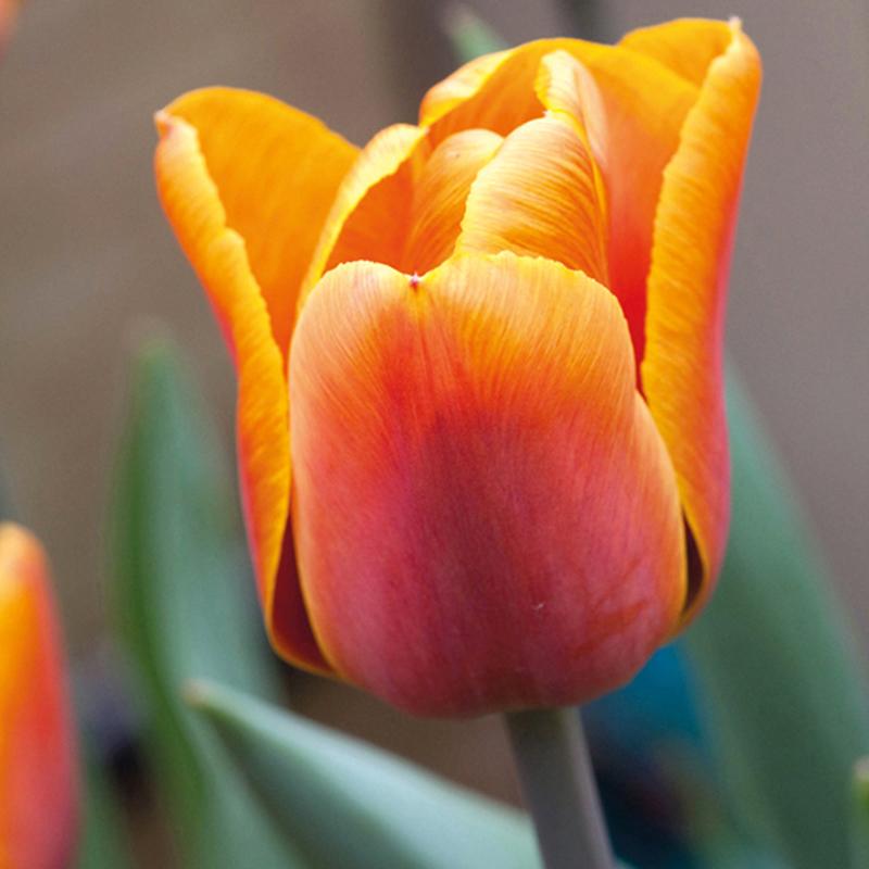 Tulip Brown Sugar Flower Bulbs