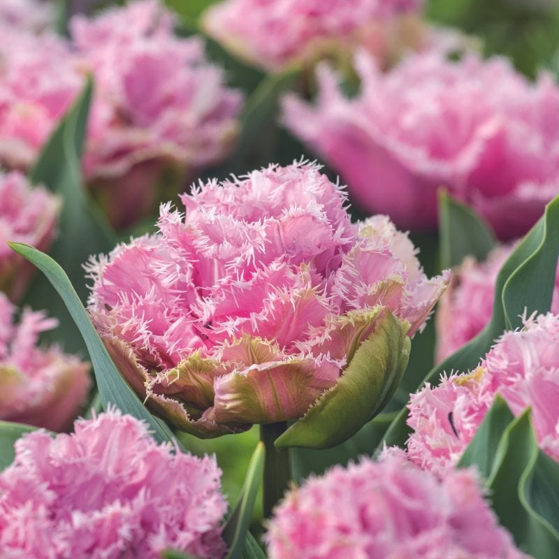 Tulip Cairns