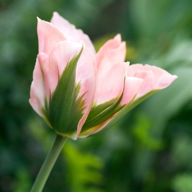 Tulip China Town Flower Bulbs