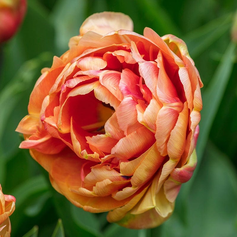 Tulip Copper Image Bulbs