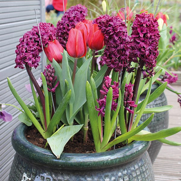 Tulip Couleur Cardinal Flower Bulbs