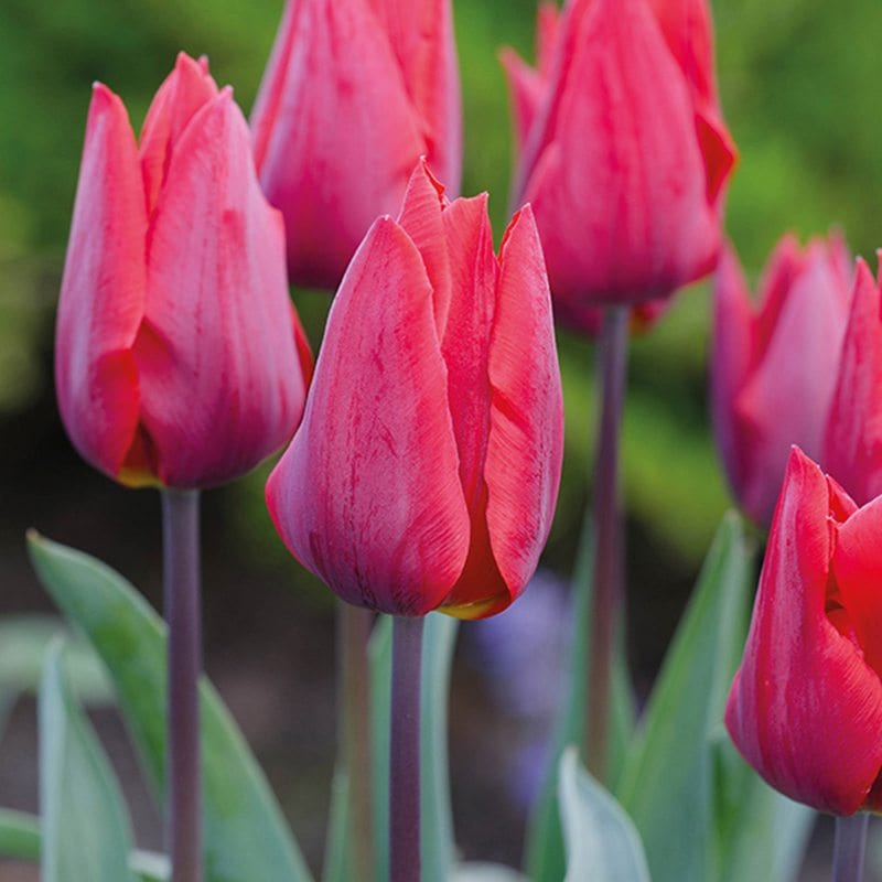 Tulip Couleur Cardinal Flower Bulbs