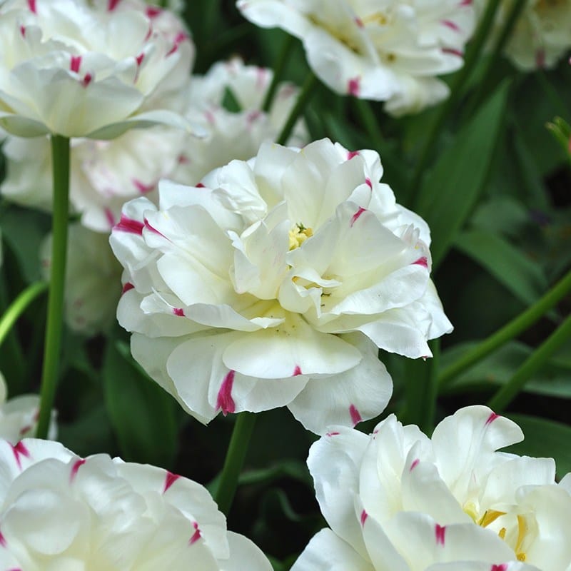 Tulip Danceline Flower Bulbs