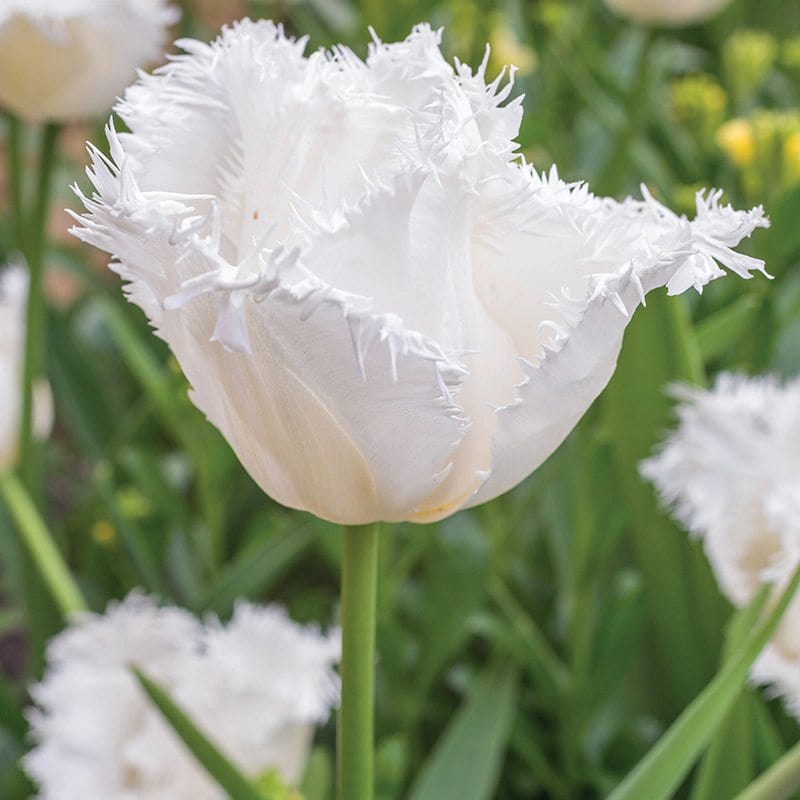 Tulip Daytona Flower Bulbs