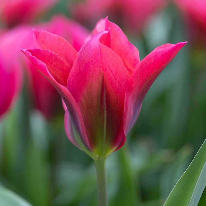 Tulip Doll's Minuet Flower Bulbs