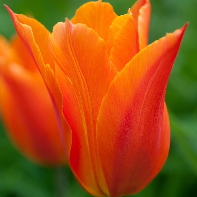 Tulip Dutch Dancer Flower Bulbs