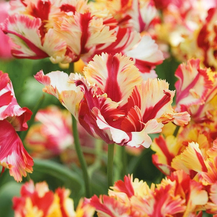 Tulip Flaming Parrot Flower Bulbs