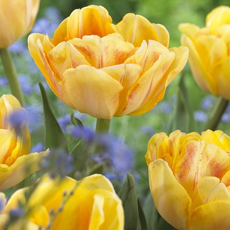 Tulip Foxy Foxtrot Bulbs