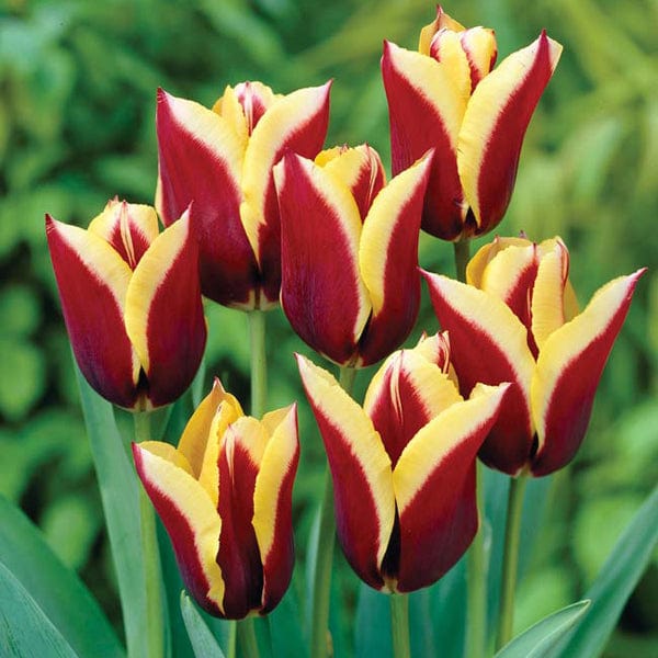 Tulip Gavota Flower Bulbs