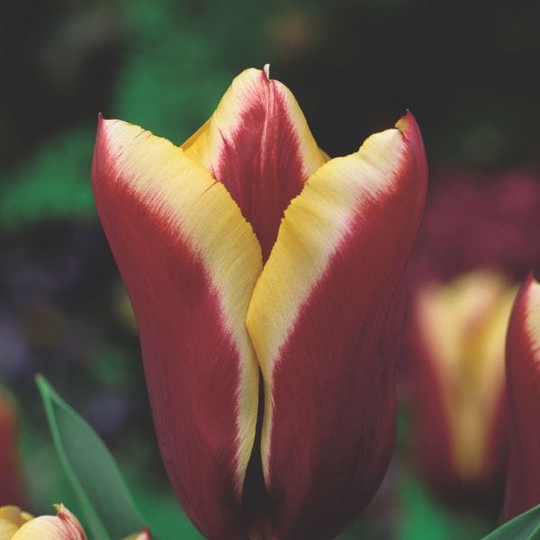 Tulip Gavota Flower Bulbs