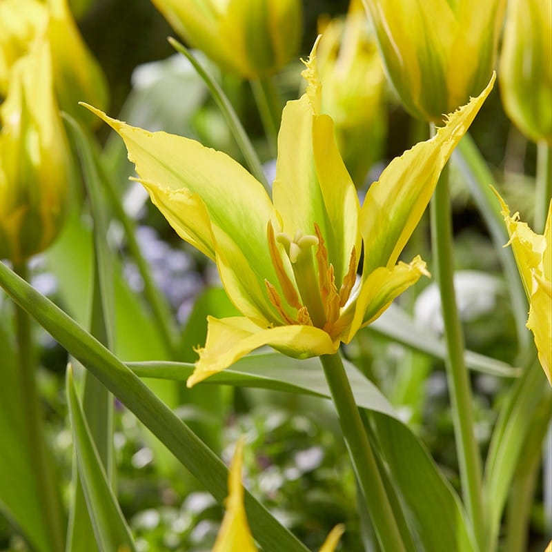 Tulip Green Mile Flower Bulbs