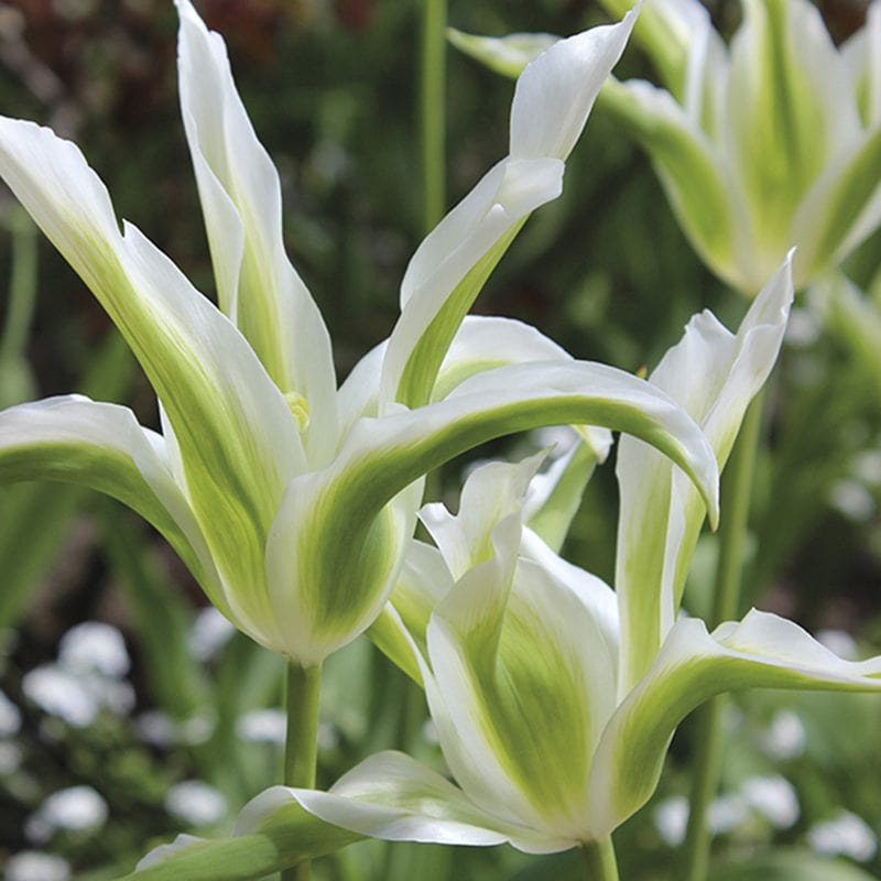 Tulip Green Star Flower Bulbs