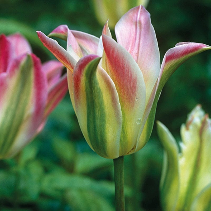 Tulip Groenland Flower Bulbs