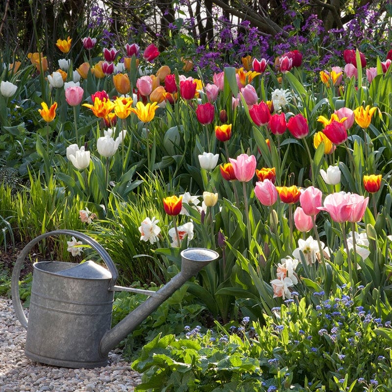 Tulip Mixed Colours Bulb Collection