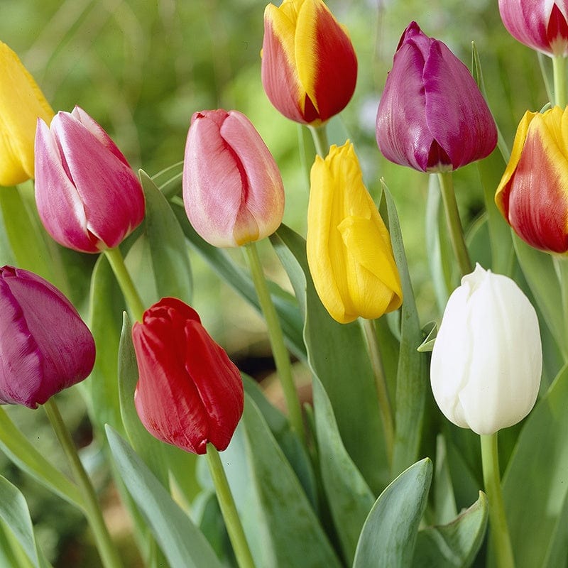 Tulip Mixed Colours Bulb Collection