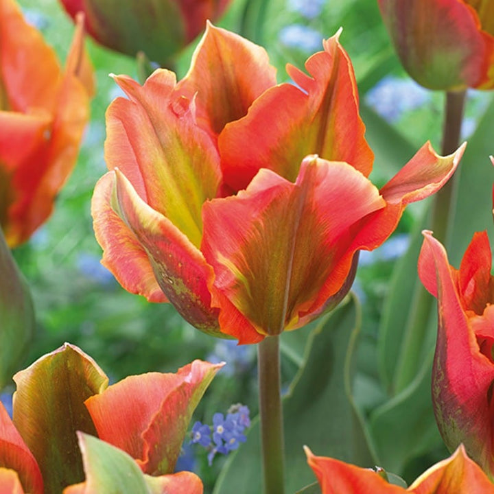 Tulip Perennial Collection