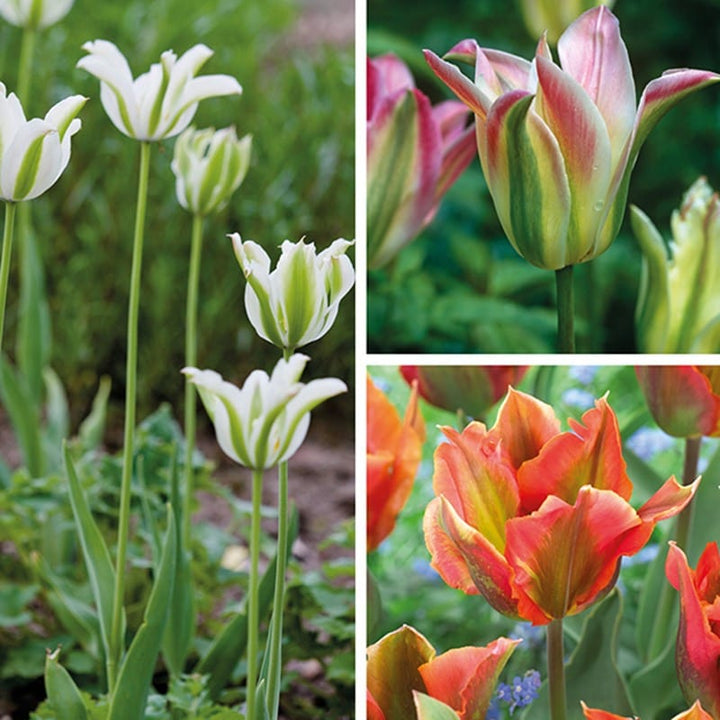 Tulip Perennial Collection