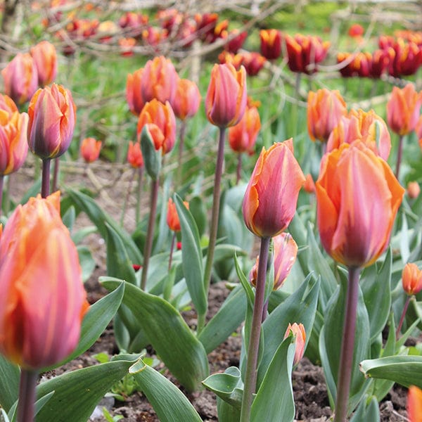 Tulip Prinses Irene AGM Flower Bulbs