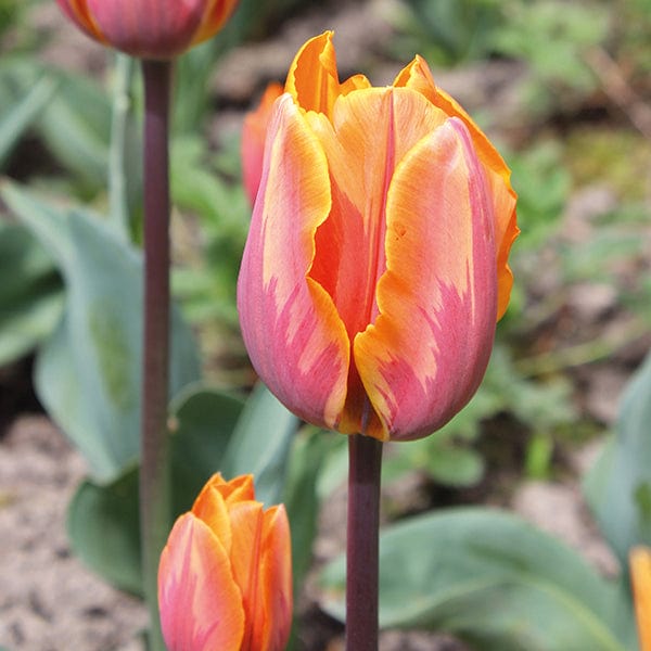 Tulip Prinses Irene AGM Flower Bulbs