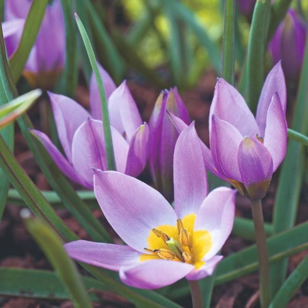 Tulip Pulchella Humilis Flower Bulbs