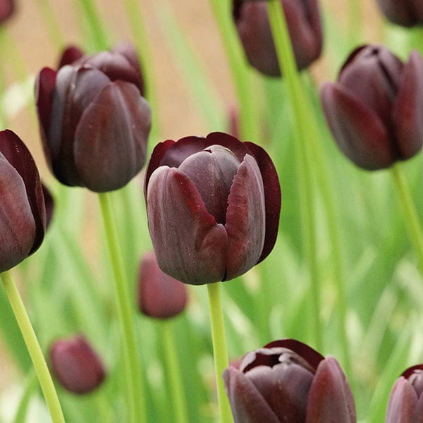 Tulip Queen of the Night Flower Bulbs