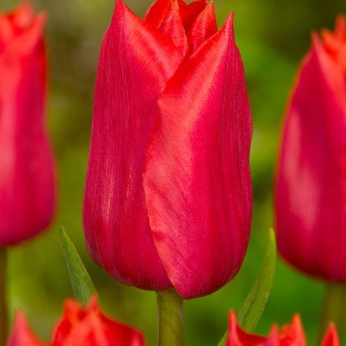 Tulip Red Purissima