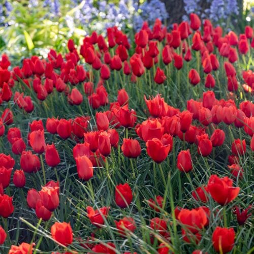 Tulip Red Purissima