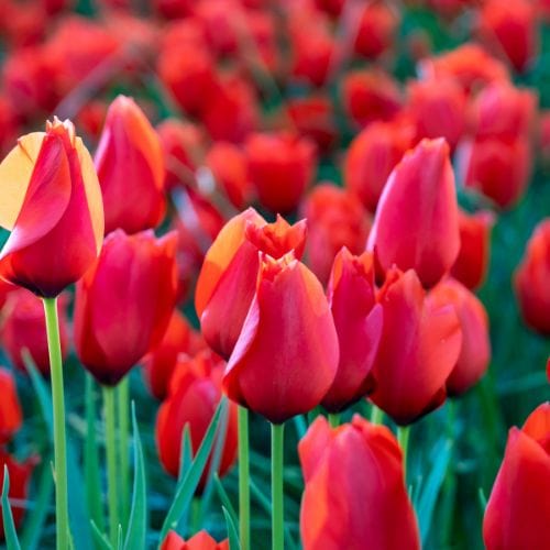 Tulip Red Purissima