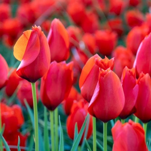 Tulip Red Purissima