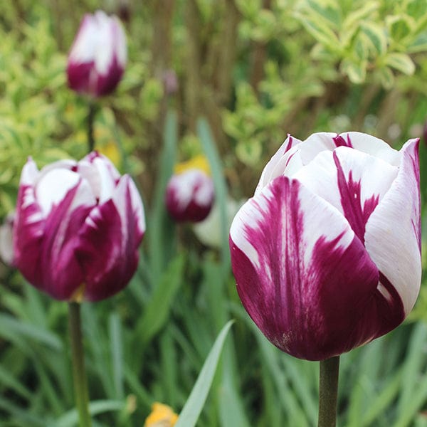 Tulip Rem's Favourite Flower Bulbs